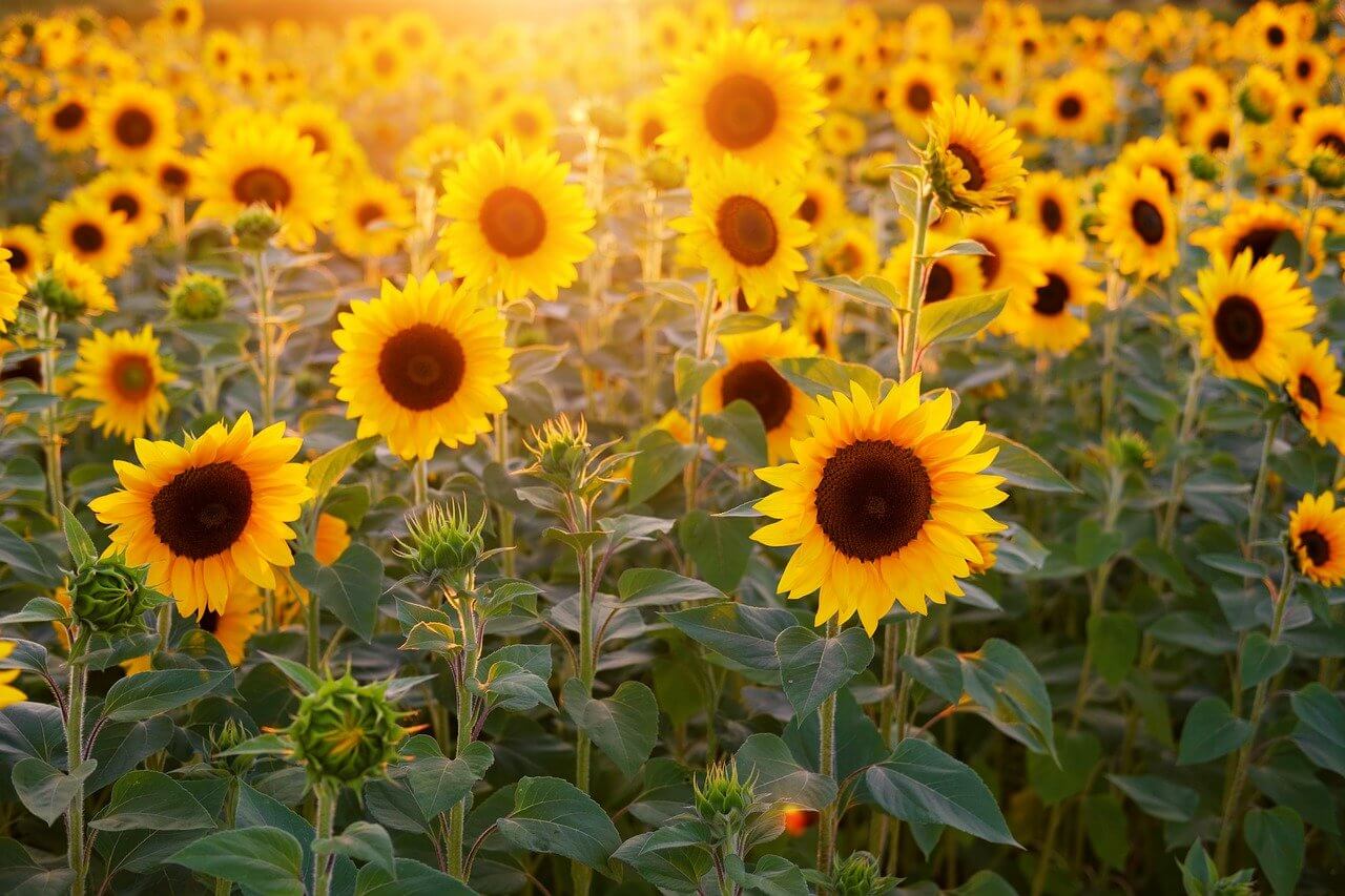 How To Plant A Field Of Sunflowers