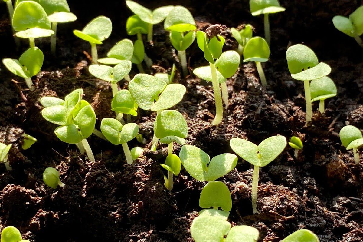 How To Plant Basil Seedlings