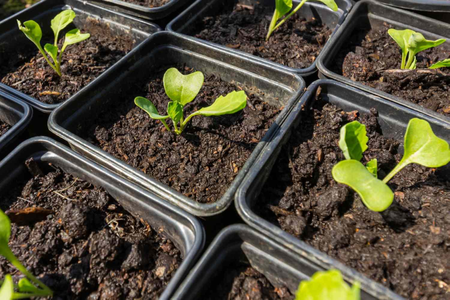 How To Plant Brussels Sprout Seedlings
