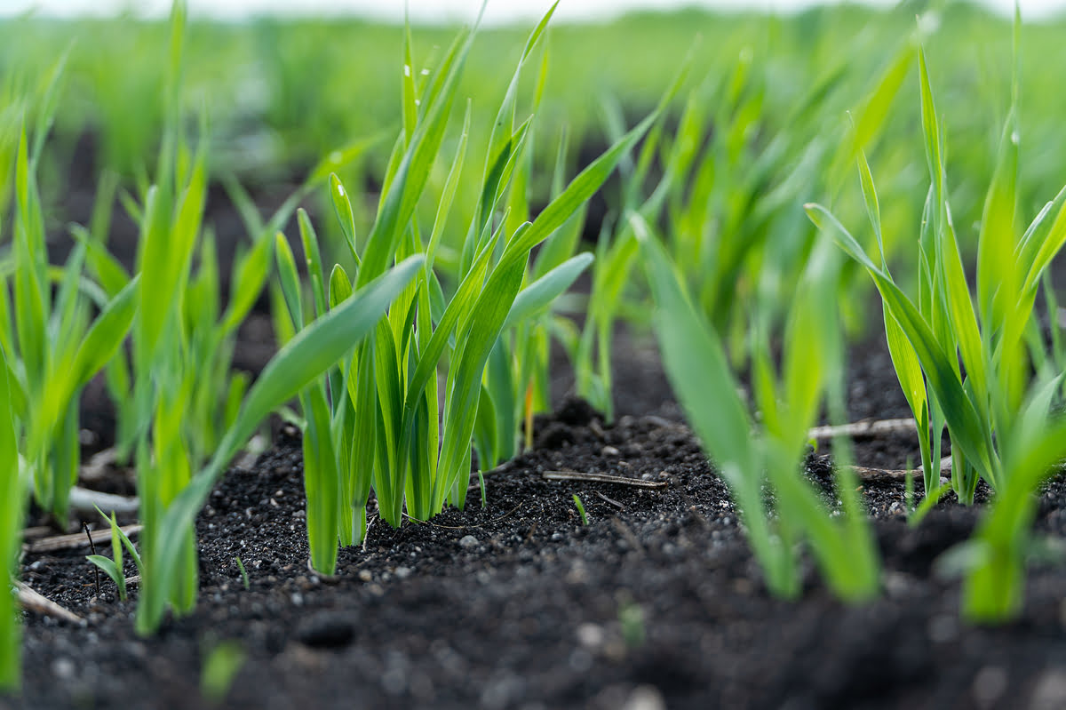 How To Plant Corn Seedlings