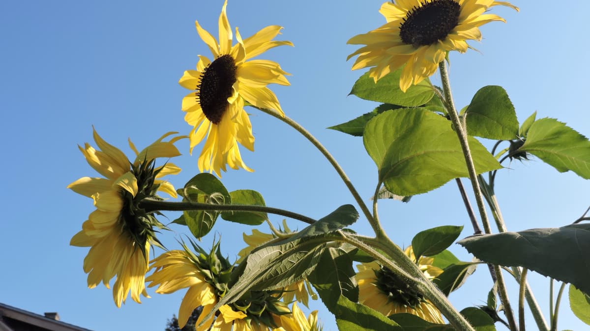 How To Plant Cut Sunflowers
