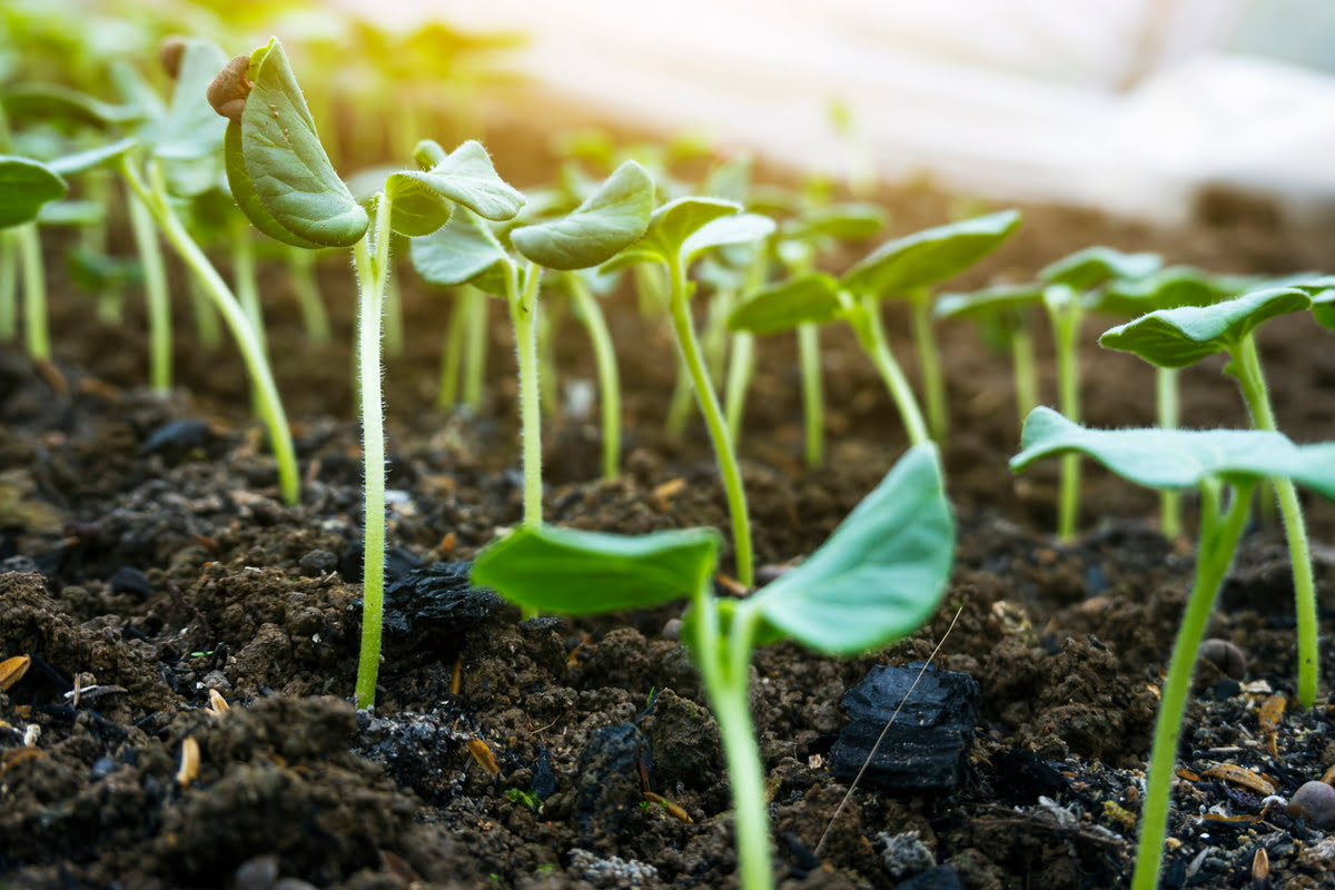 How To Plant Okra Seedlings