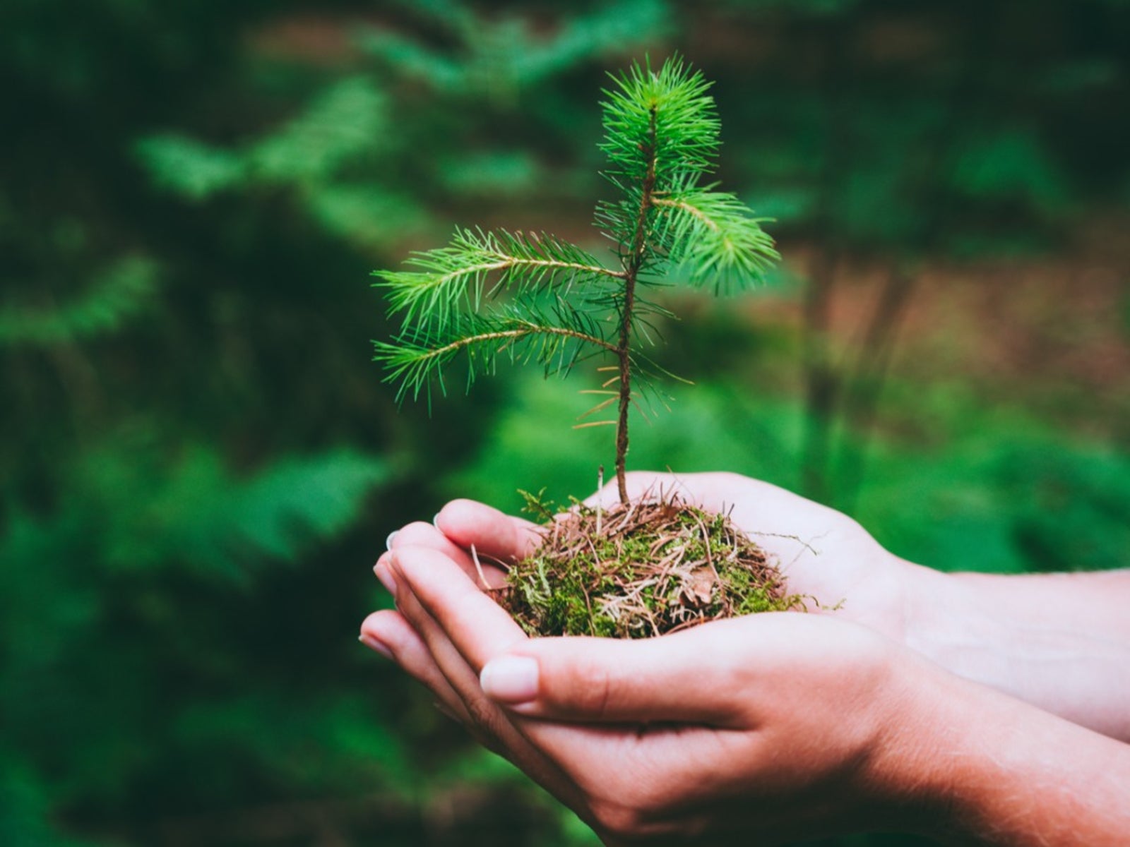 How To Plant Pine Tree Seedlings