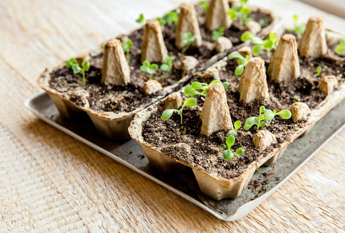 How To Plant Seedlings In Egg Cartons