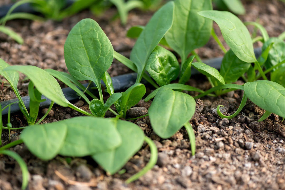 How To Plant Spinach Seedlings