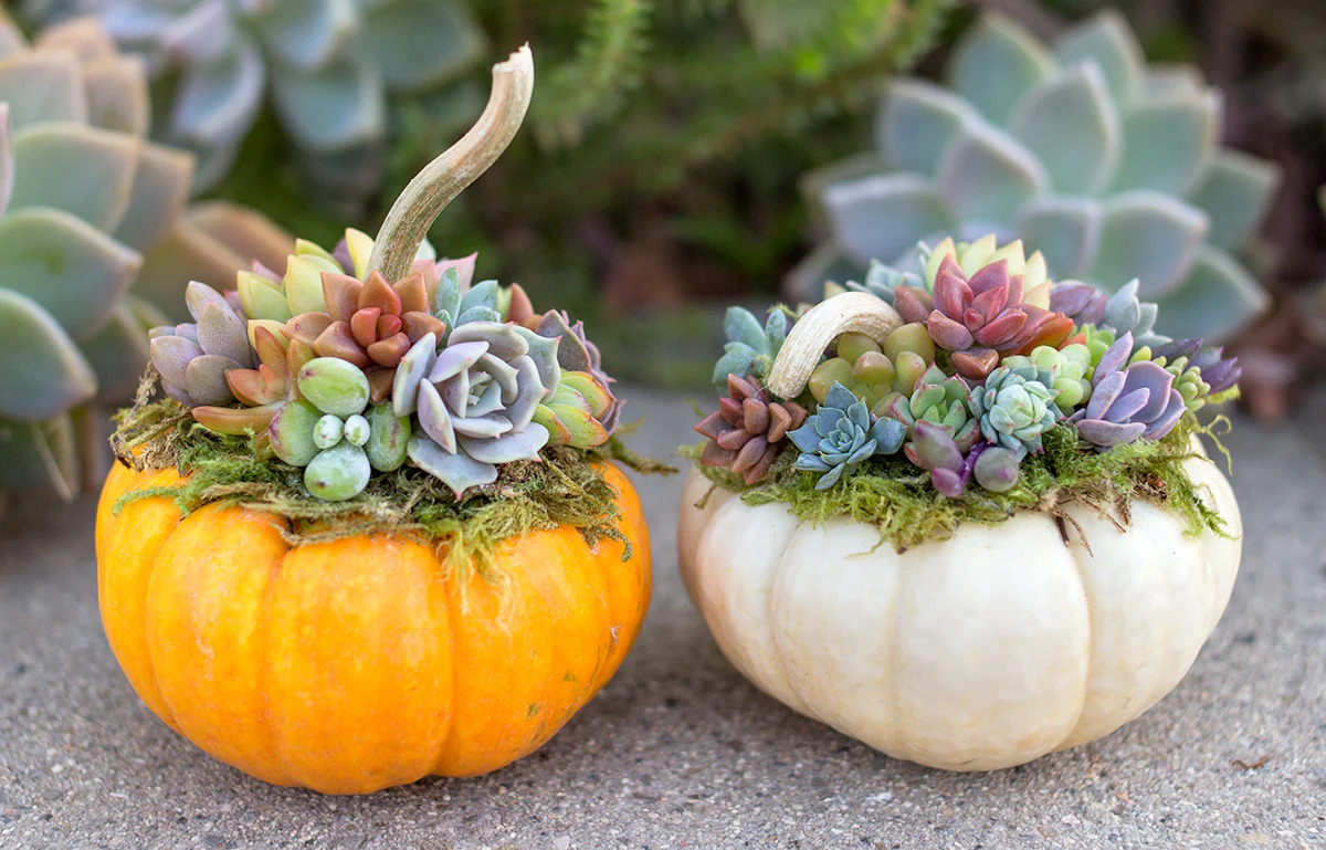 How To Plant Succulents In A Pumpkin