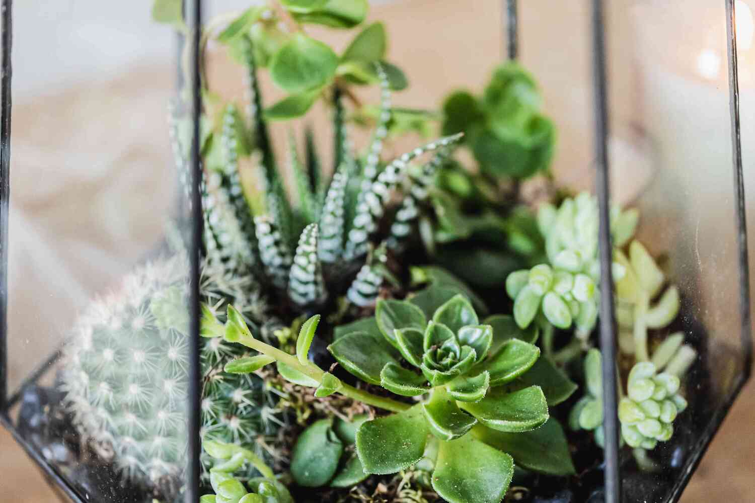 How To Plant Succulents In Glass