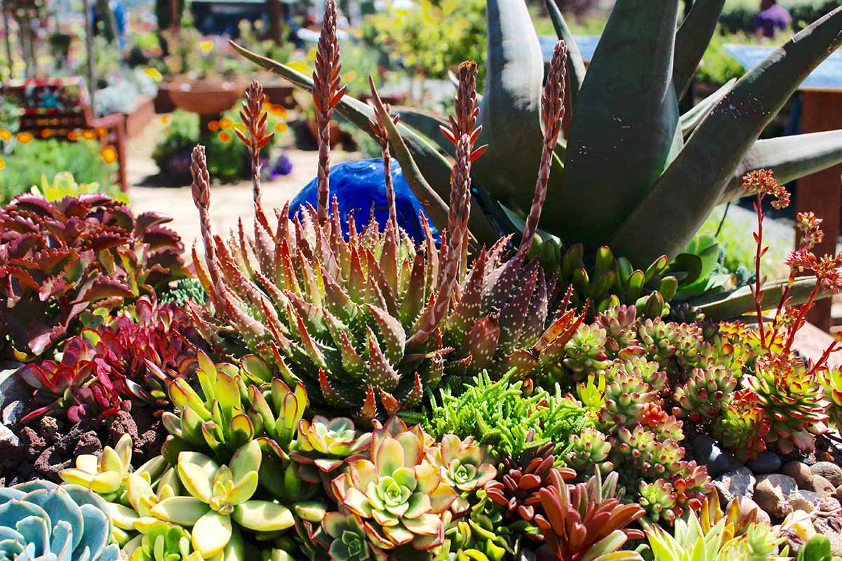 How To Plant Succulents Outside