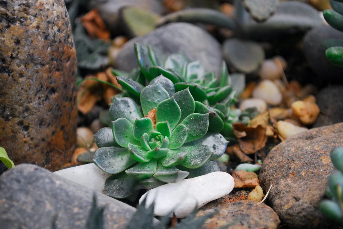 How To Plant Succulents With Rocks