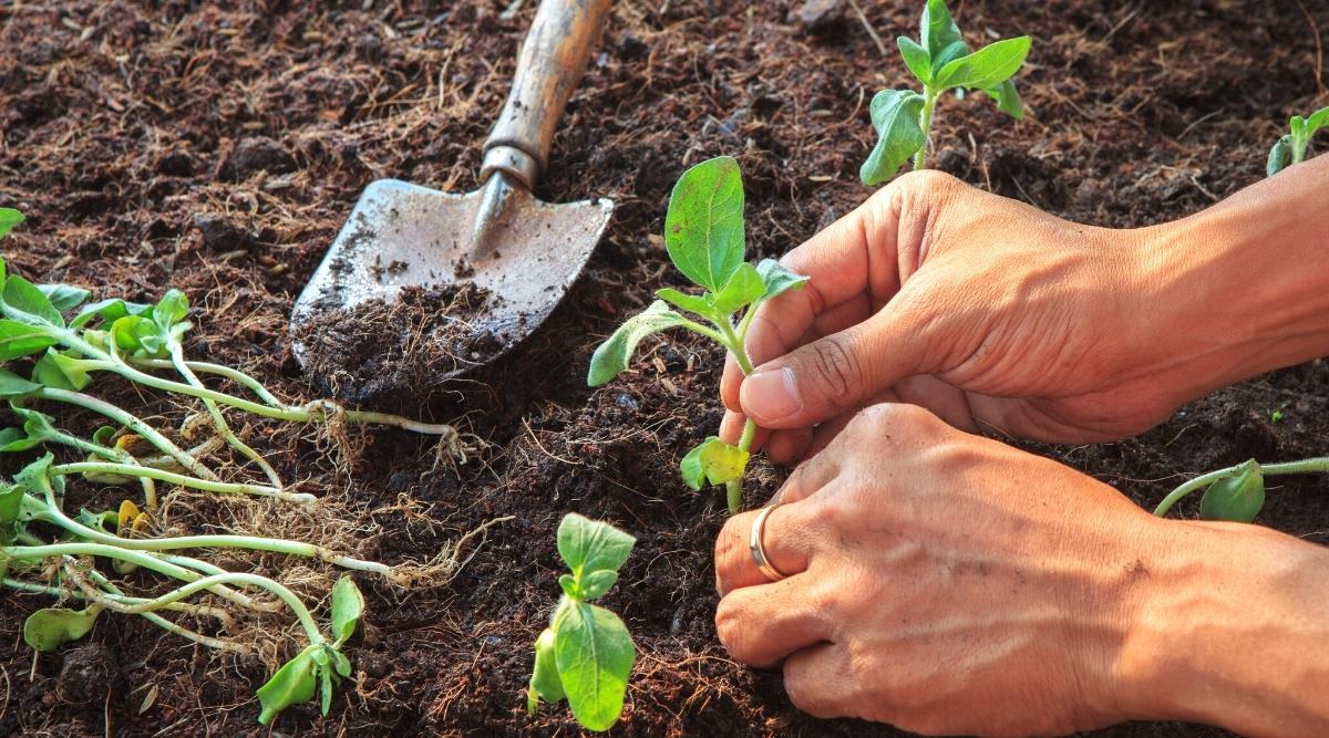How To Plant Sunflower Seedlings