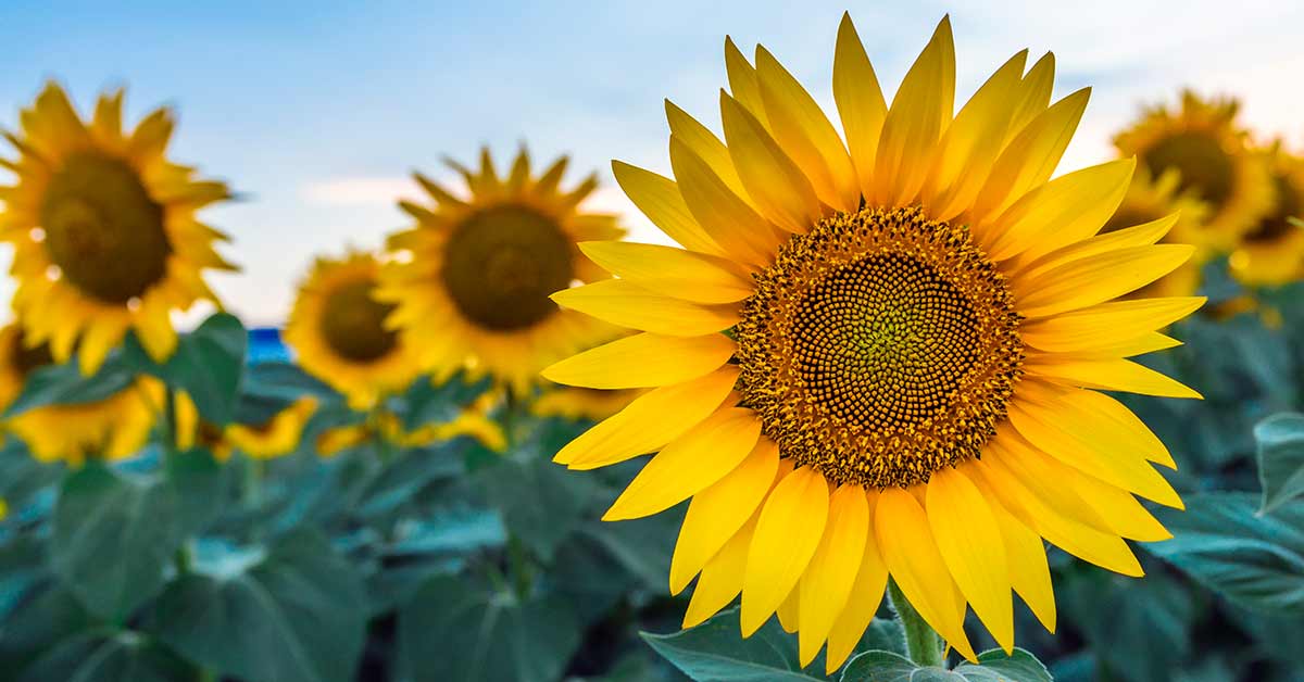 How To Plant Sunflowers?
