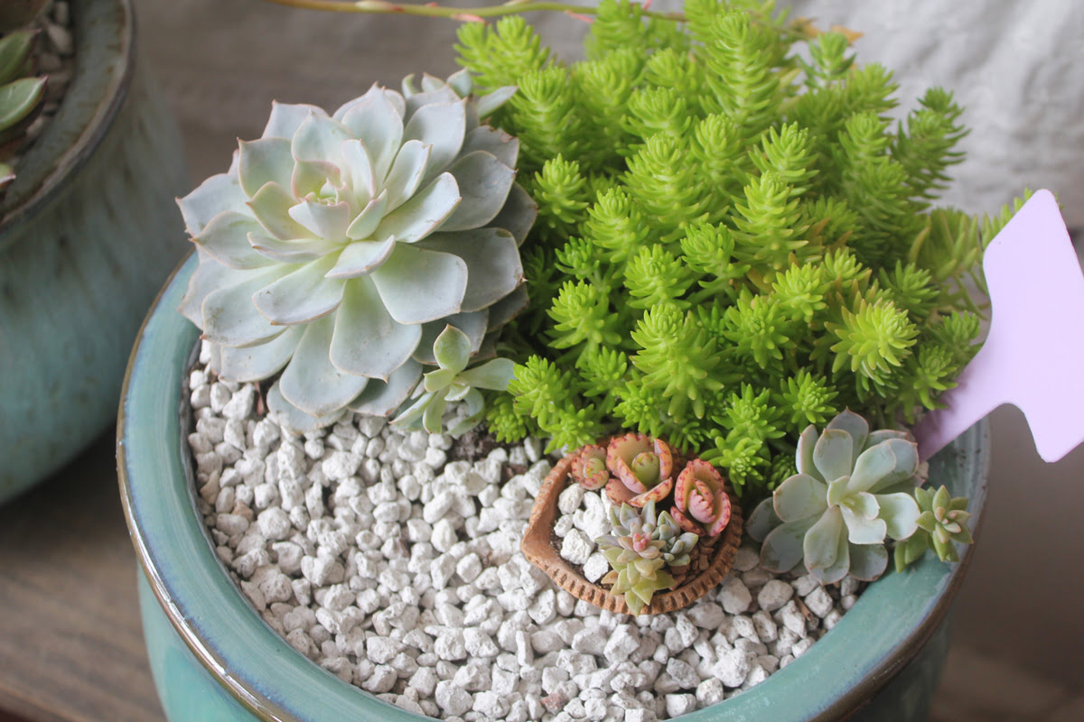 How To Pot Succulents Without Drainage