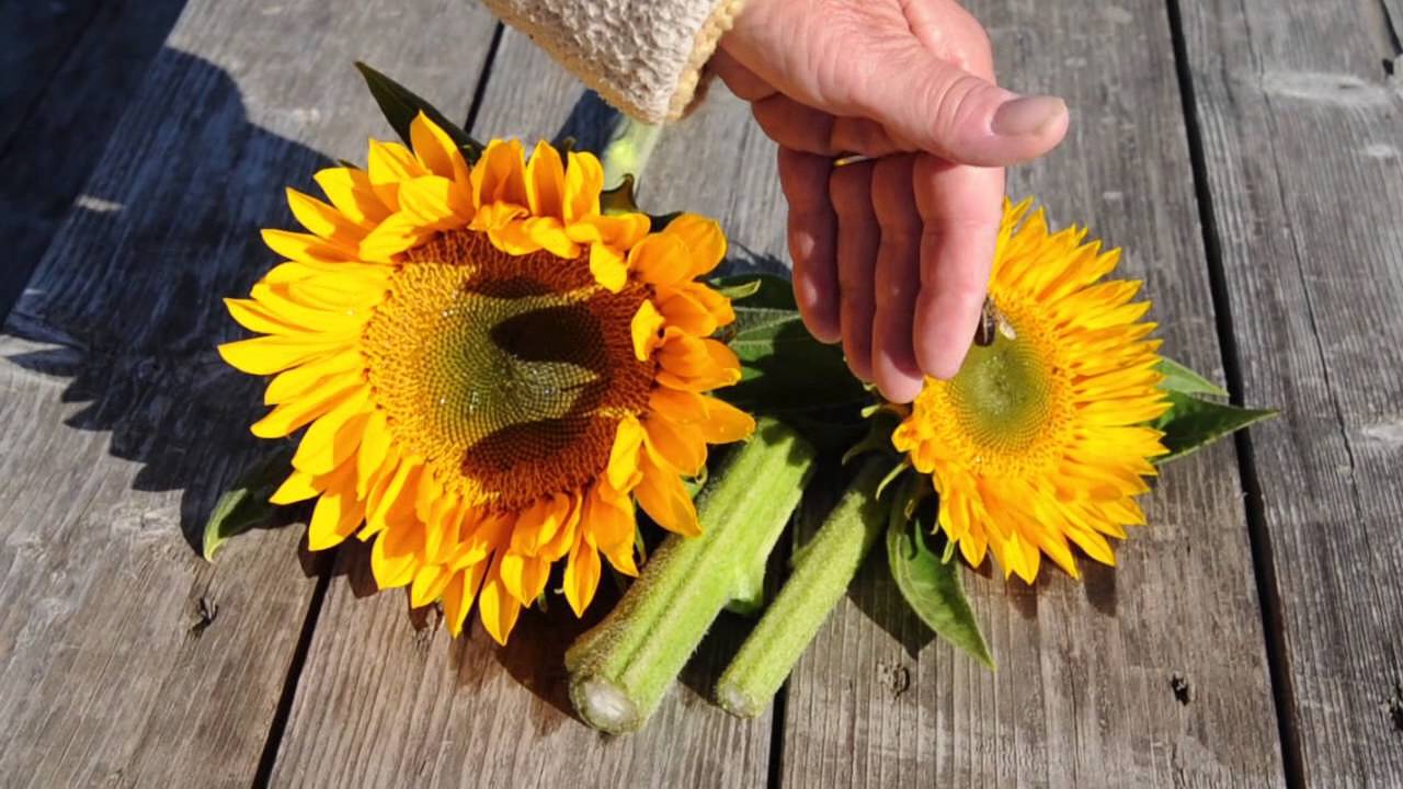 How To Press Sunflowers