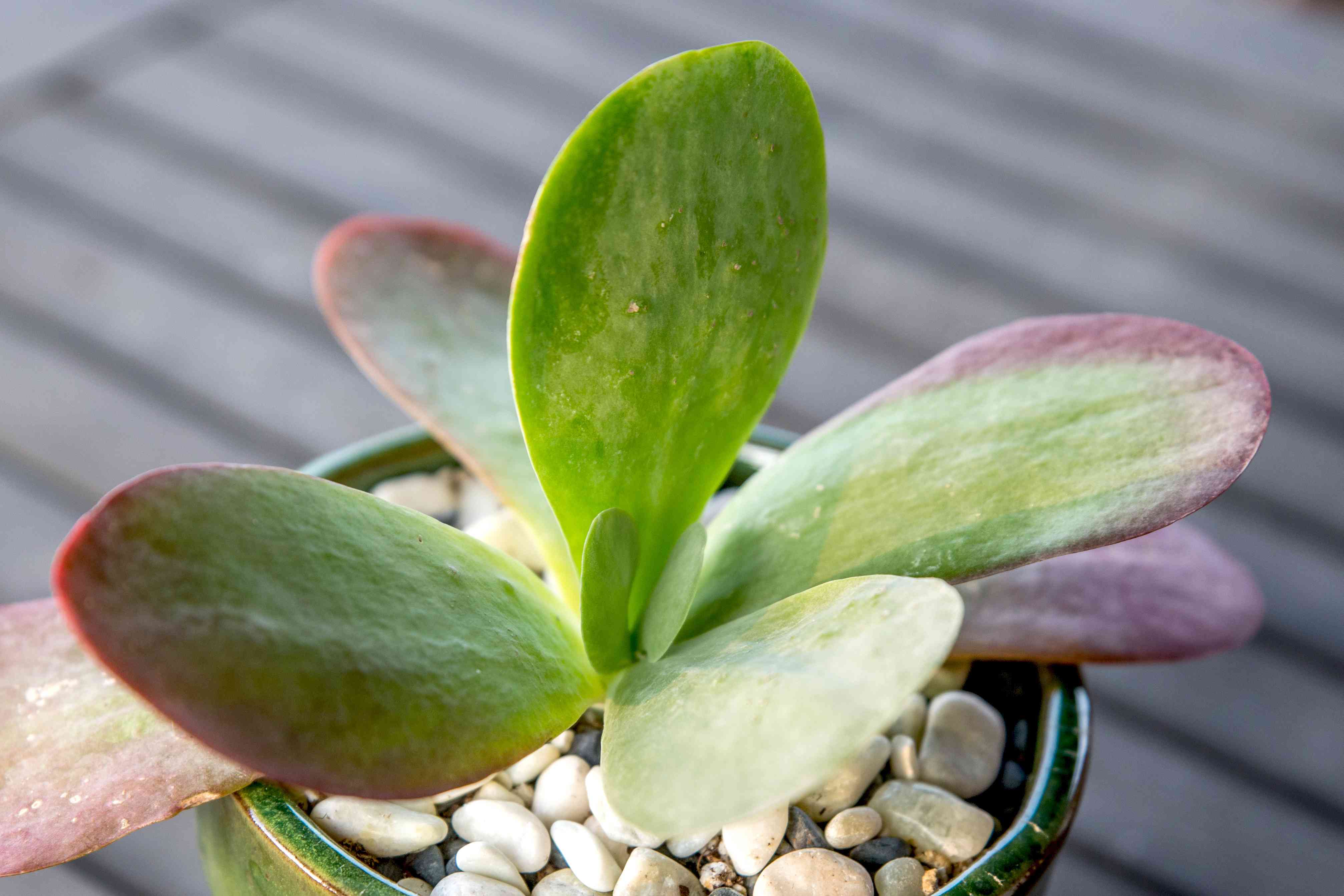 How To Propagate Flapjack Succulents