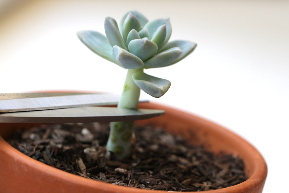 How To Propagate Succulents From Cuttings