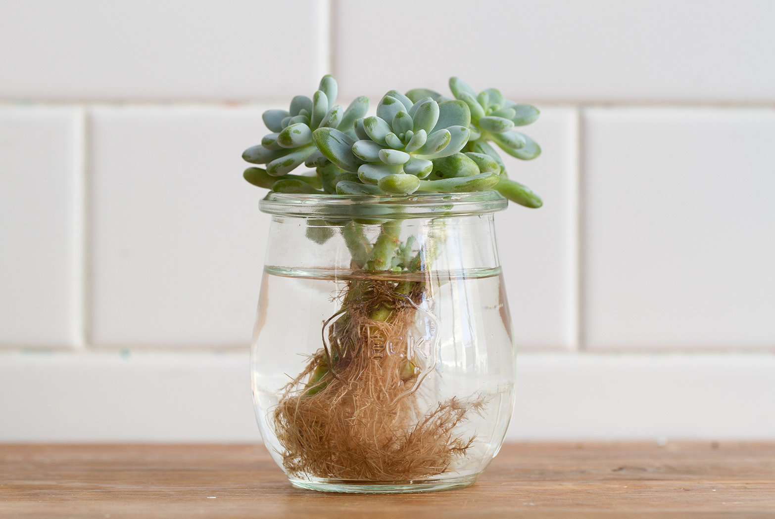 How To Propagate Succulents With Water