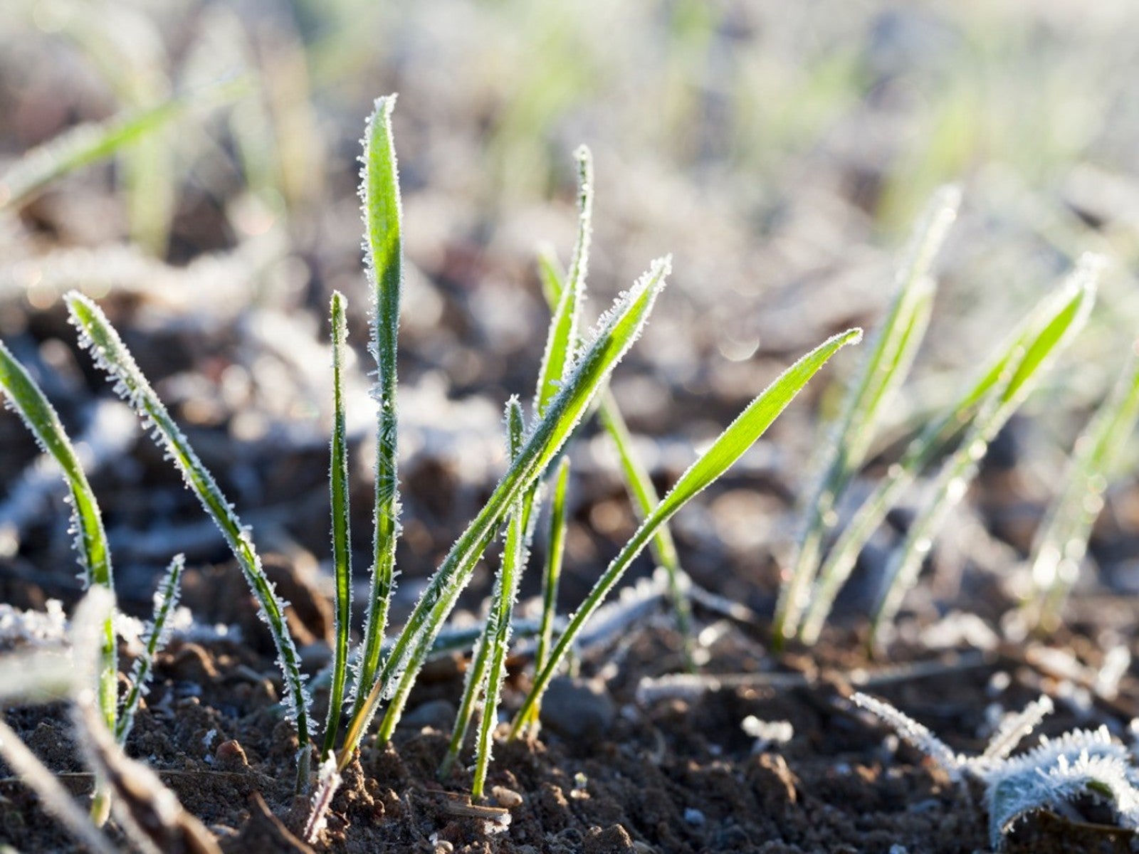 How To Protect Grass Seedlings From Frost