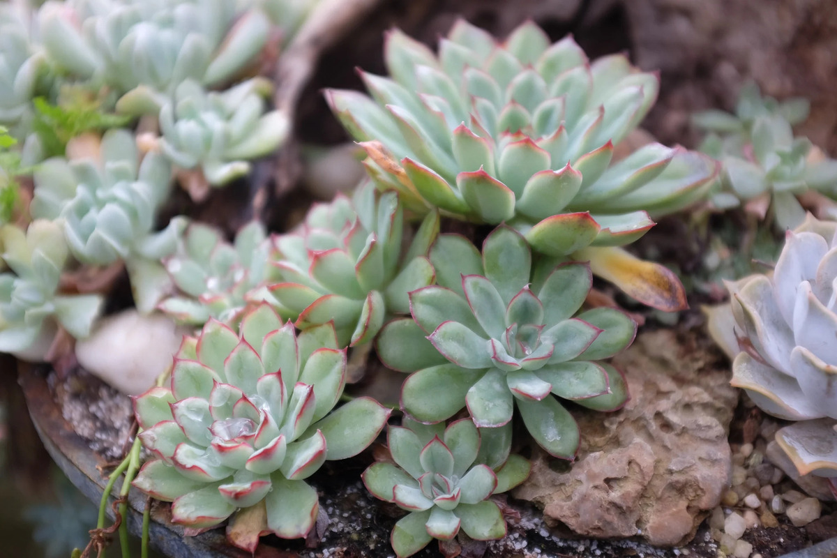 How To Protect Succulents From Too Much Rain