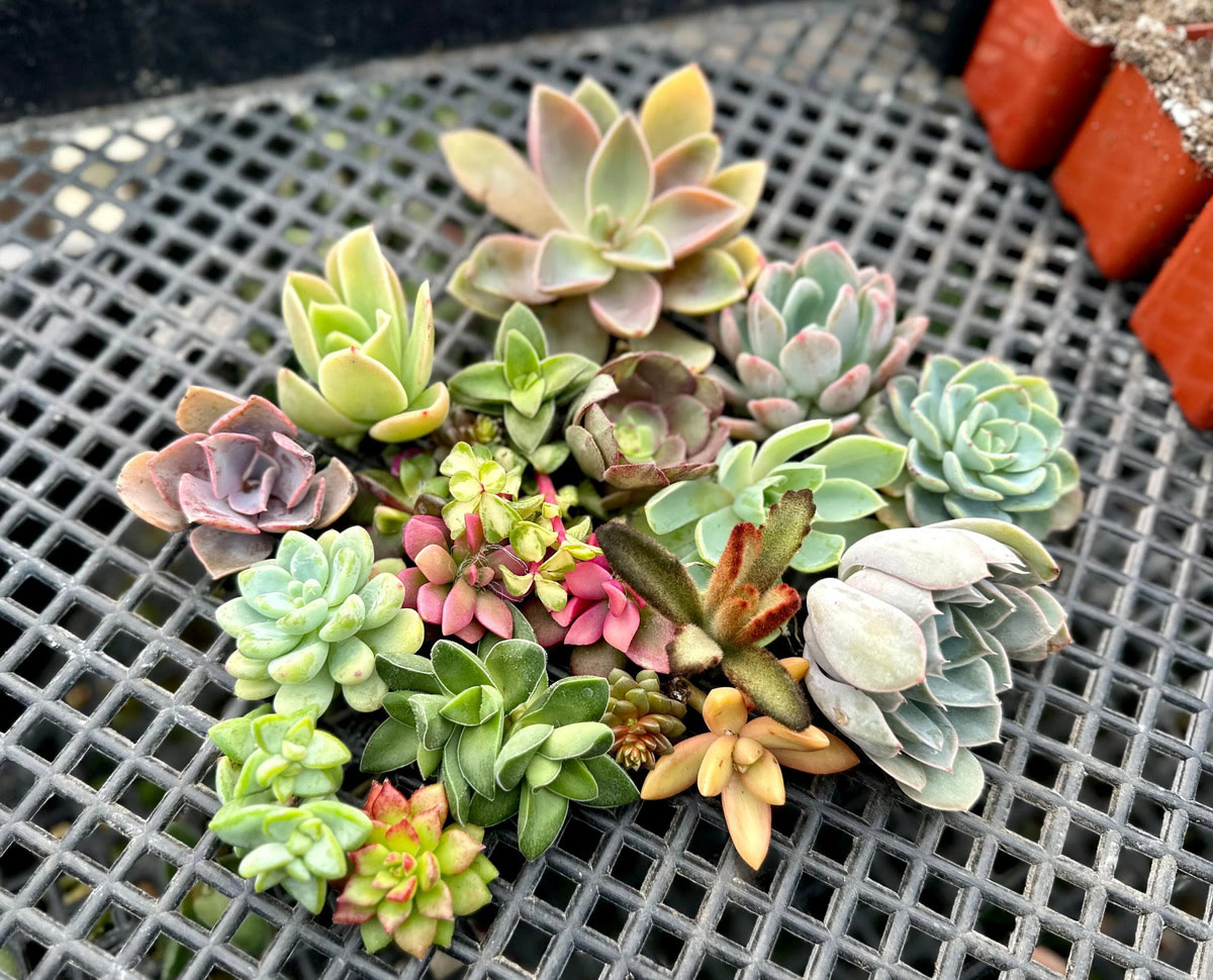 How To Regrow Succulents From Cuttings