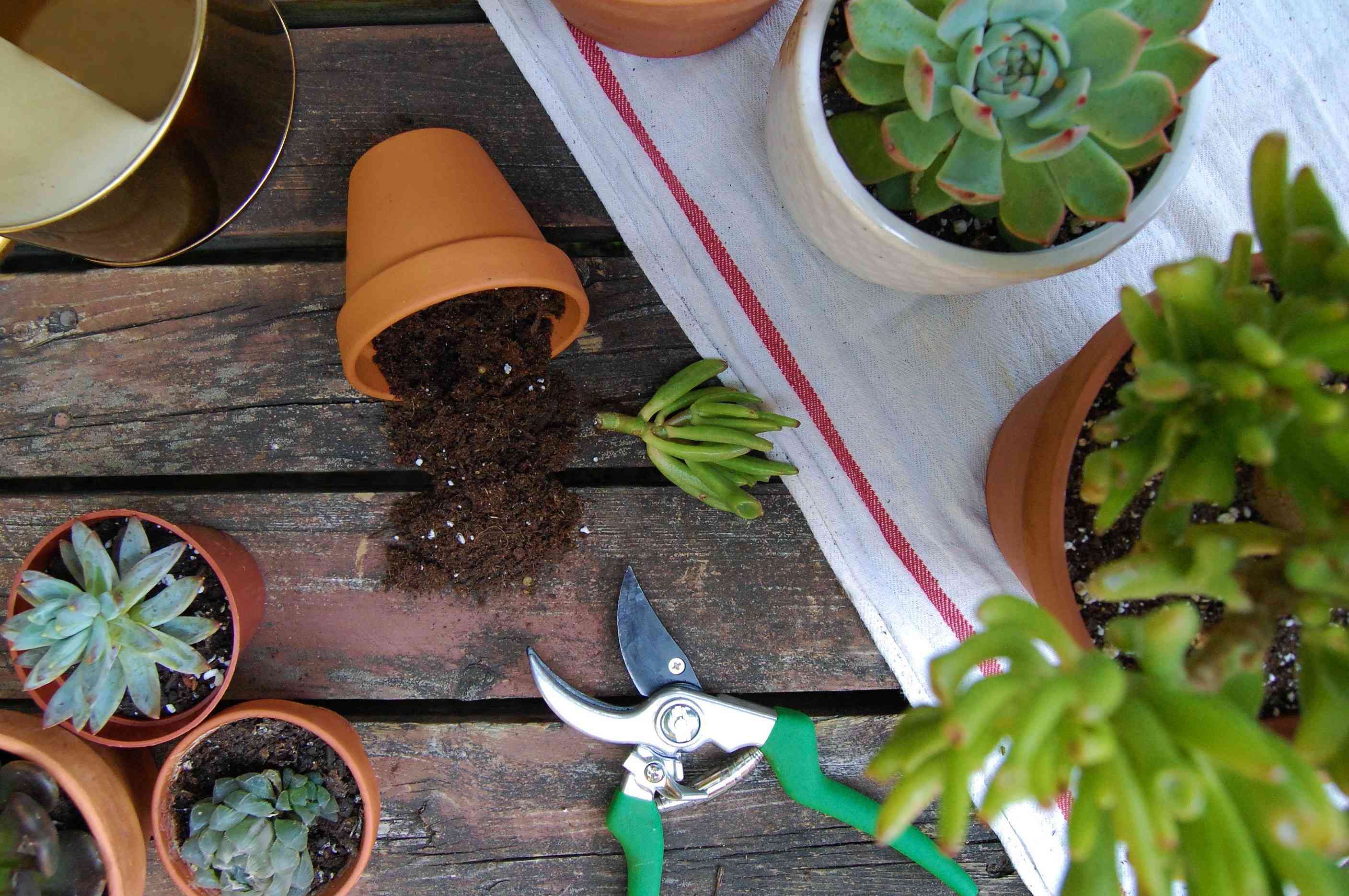 How To Replant Succulents Without Roots