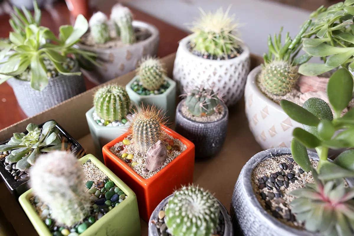 How To Repot Cactus And Succulents