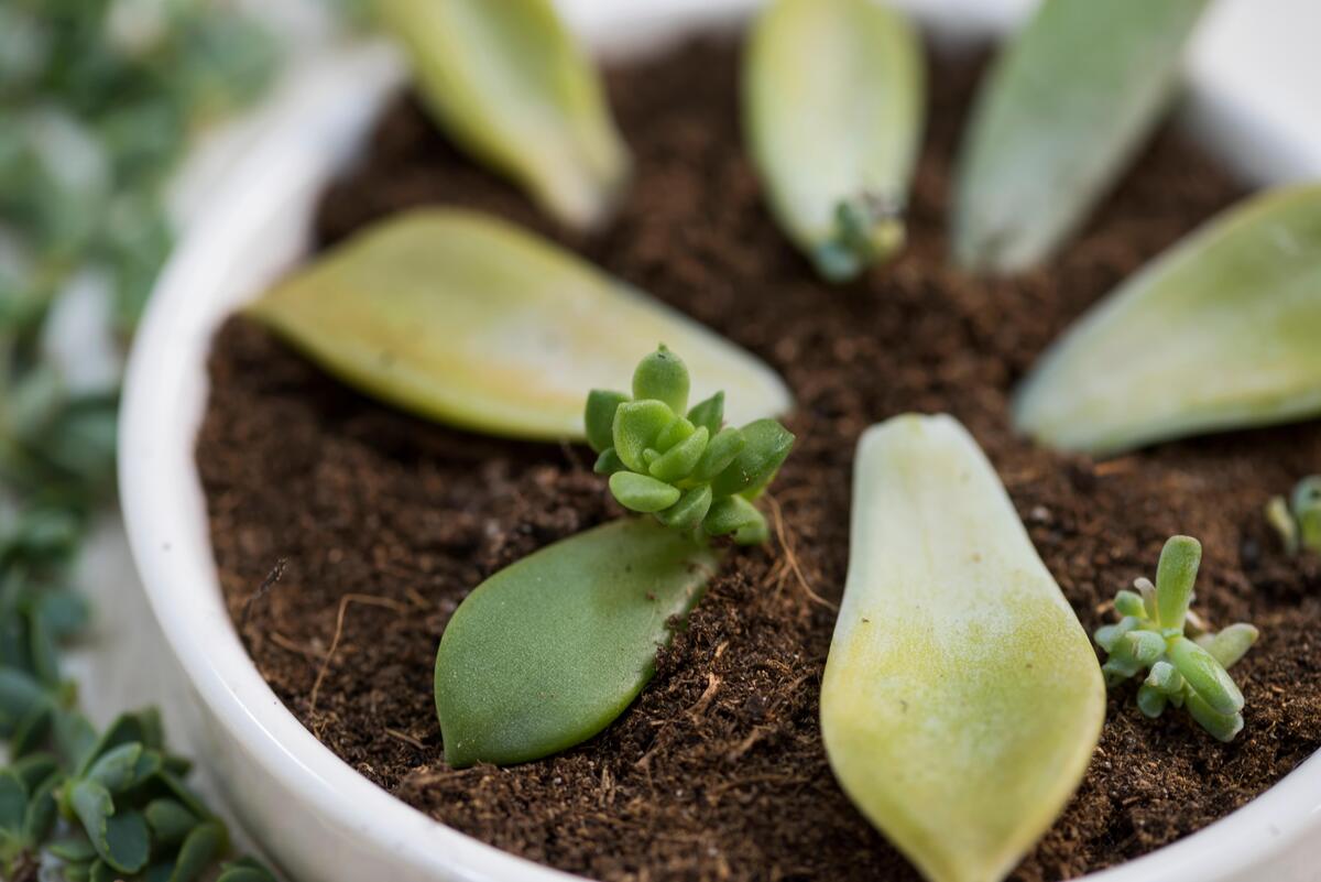 How To Reproduce Succulents