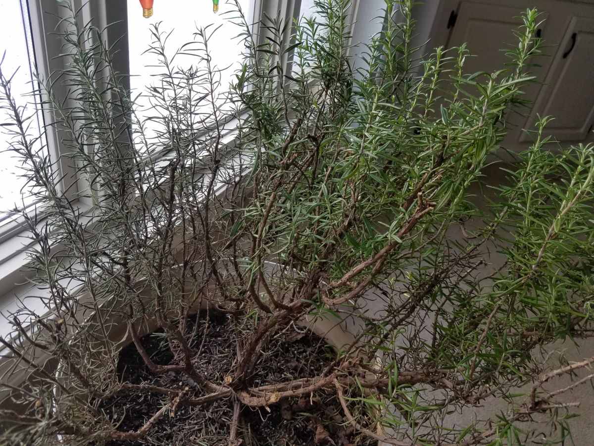 How To Revive Brown Rosemary Plant