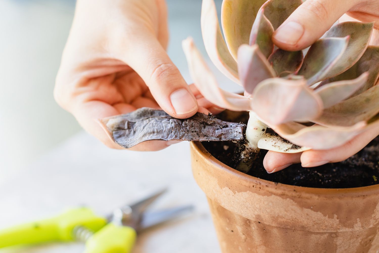 How To Revive Dead Succulents