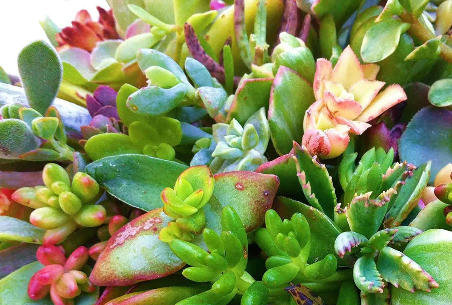 How To Take Care Of Baby Succulents