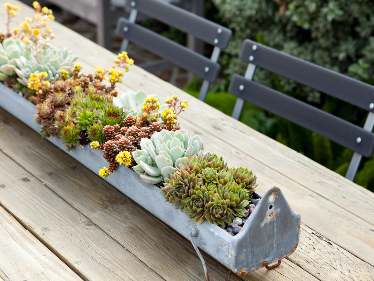 How To Take Care Of Succulents
