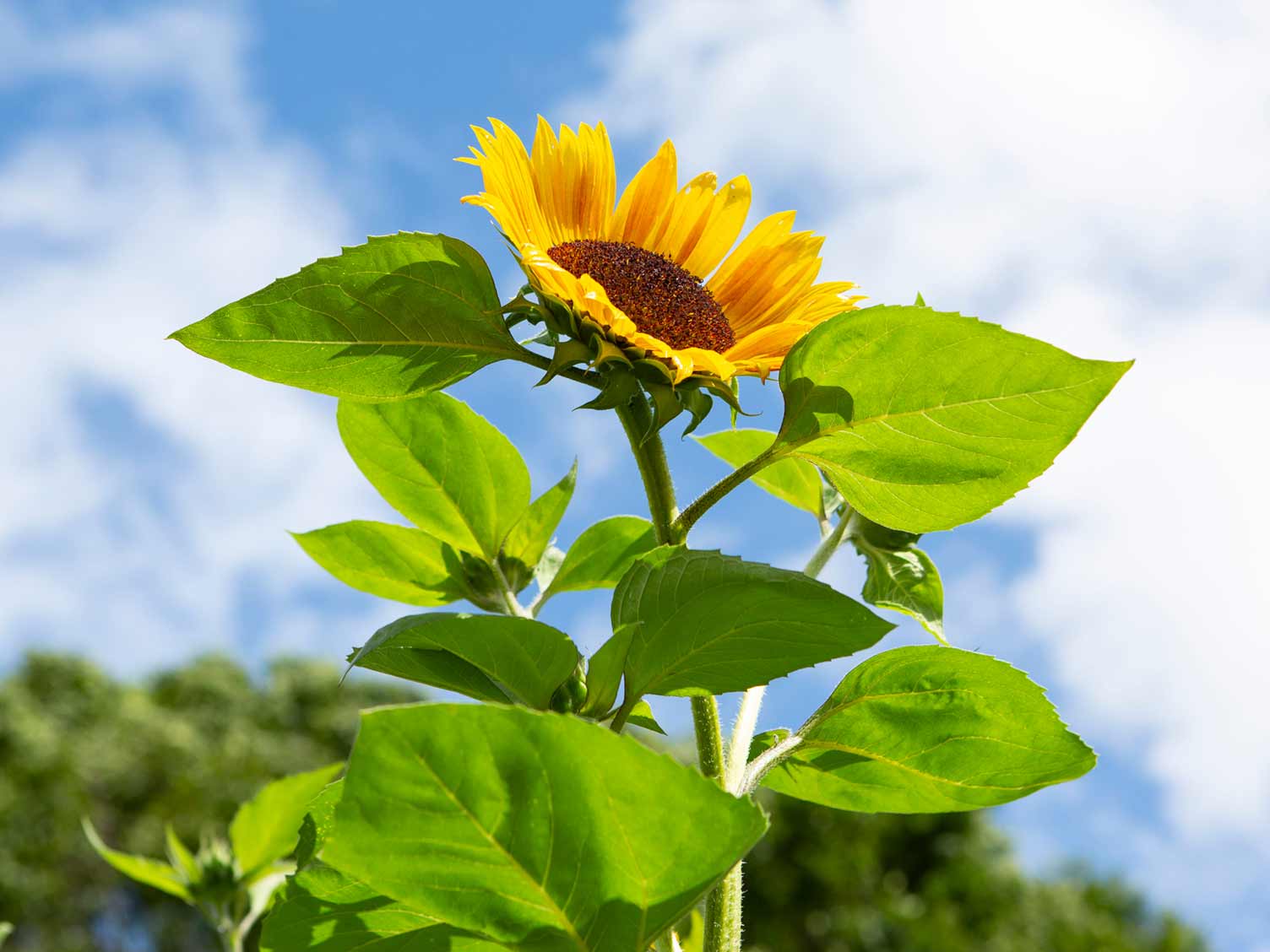 How To Take Care Of Sunflowers