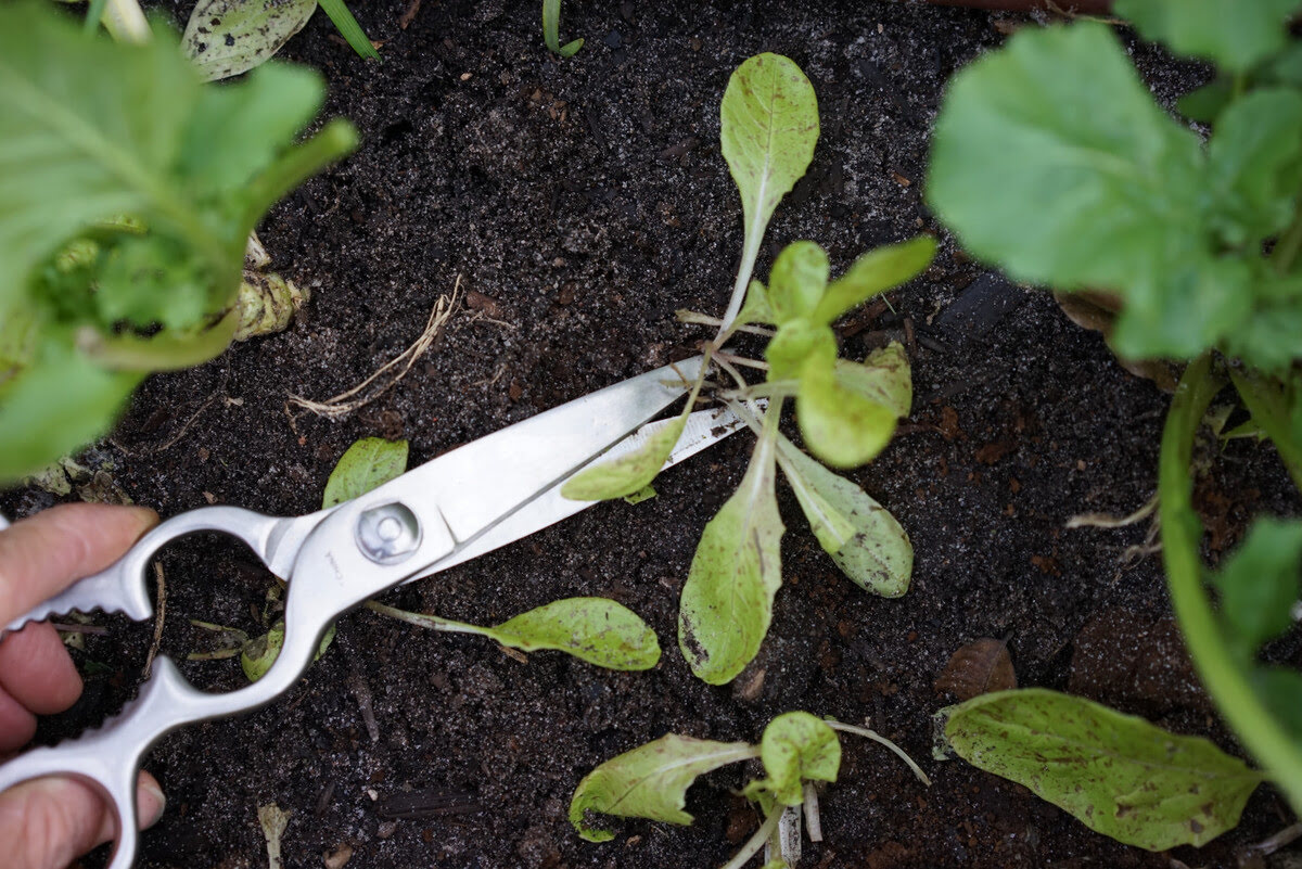 How To Thin Lettuce Seedlings