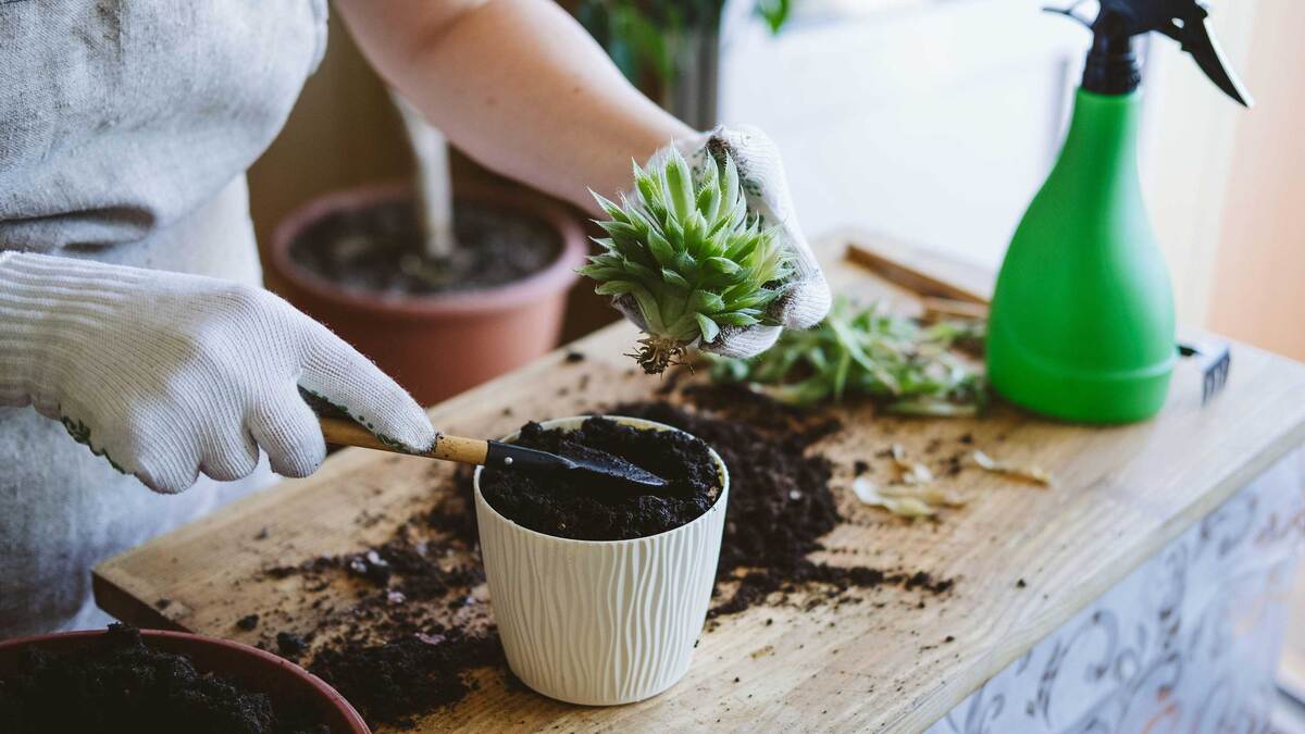 How To Transfer Succulents To Another Pot