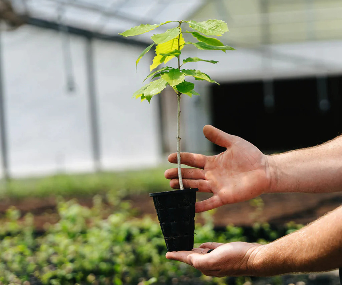 How To Transplant Redbud Seedlings