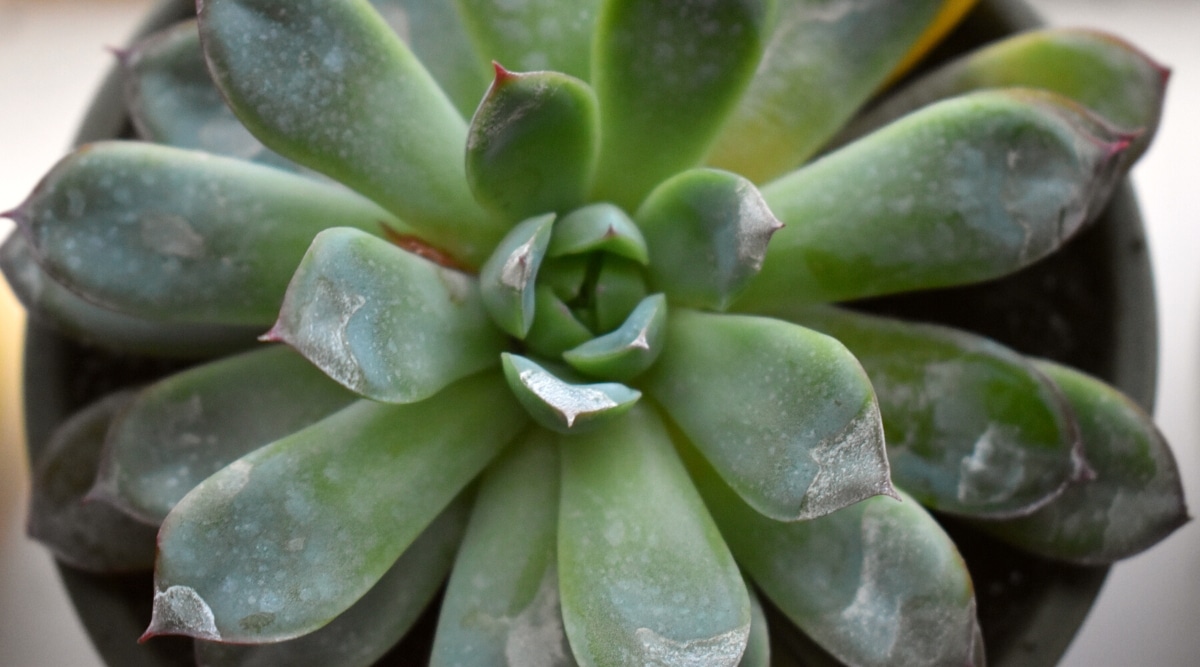 How To Treat Mold On Succulents