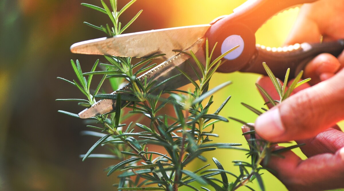How To Trim Rosemary Plants
