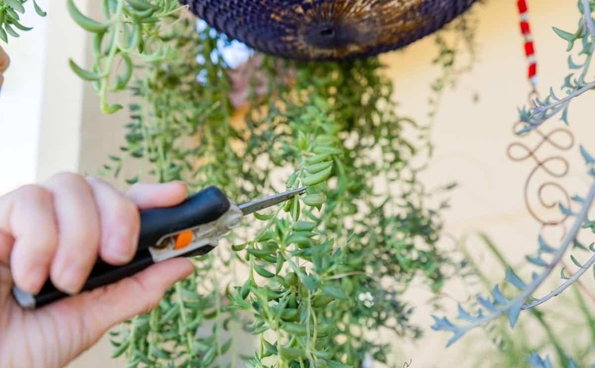 How To Trim Succulents Back