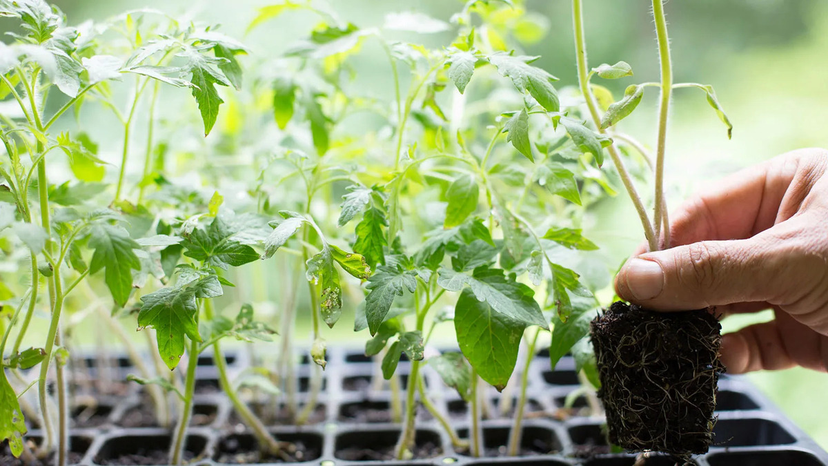 How To Trim Tomato Seedlings