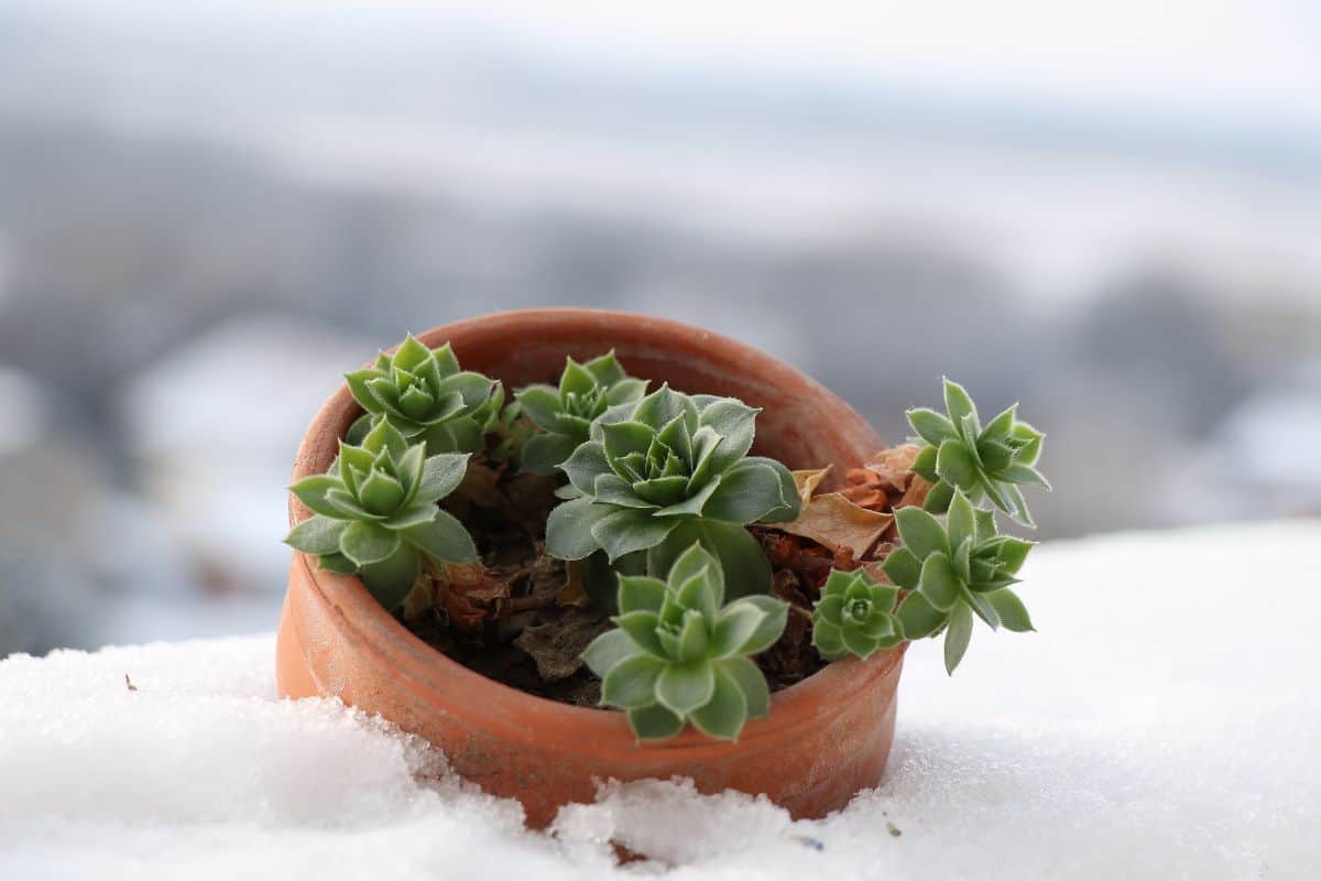 How To Winterize Succulents