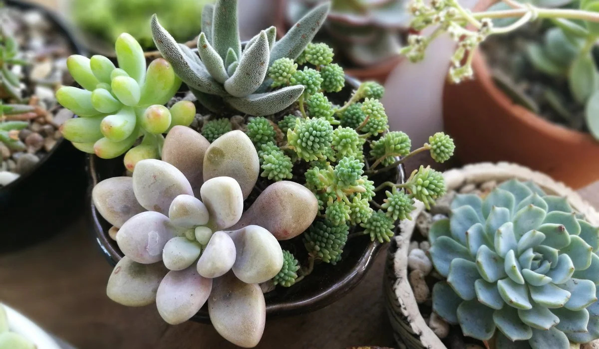 What Are Succulents Good For