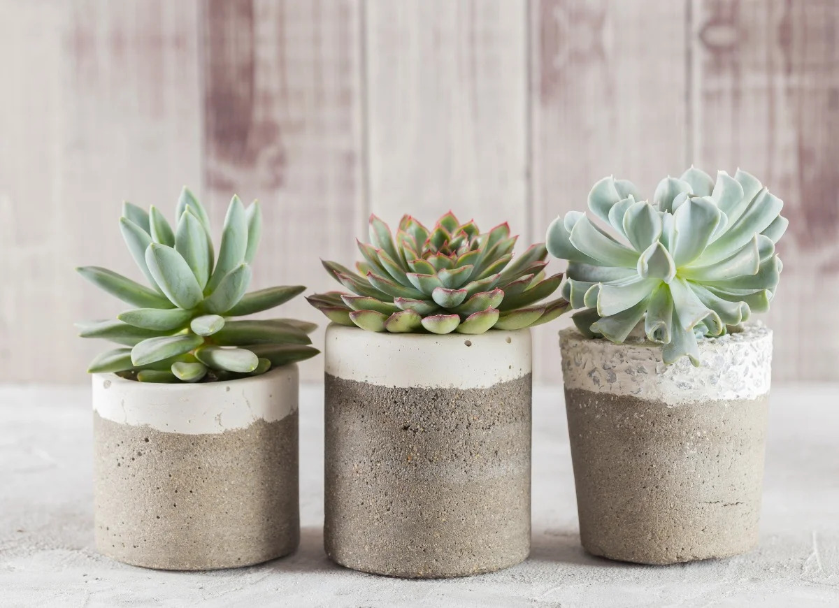 What Are Succulents Plants