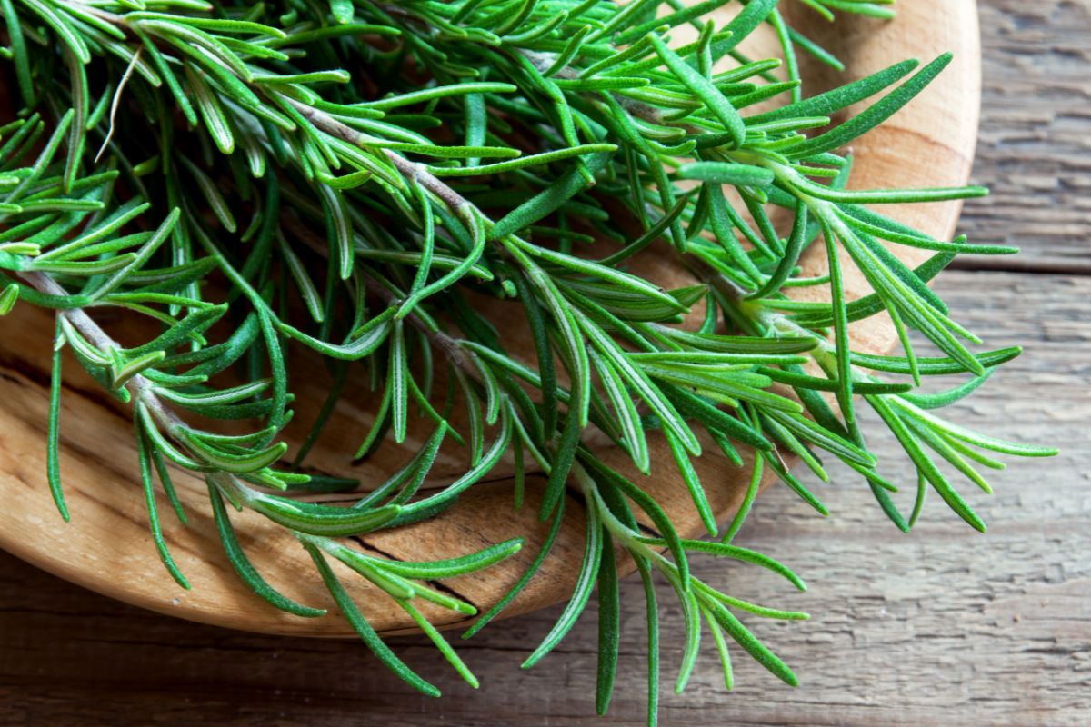 What Bugs Do Rosemary Repel