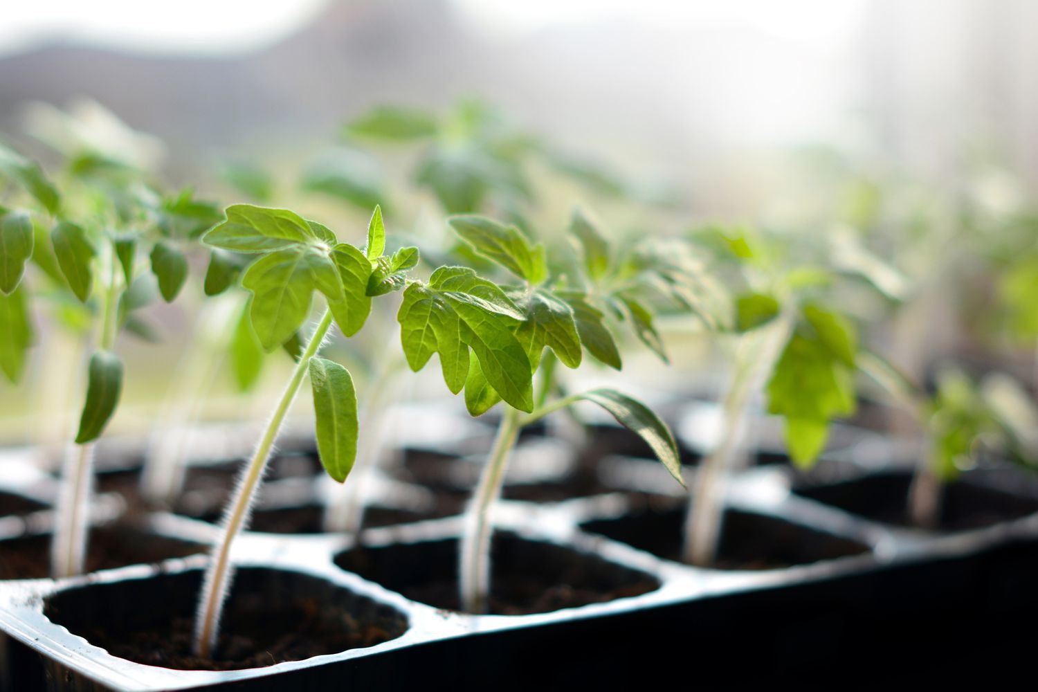 What Cold Temperature Can Tomato Seedlings Tolerate