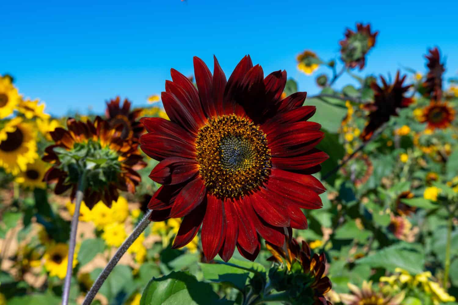 What Colors Are Sunflowers | Chicago Land Gardening