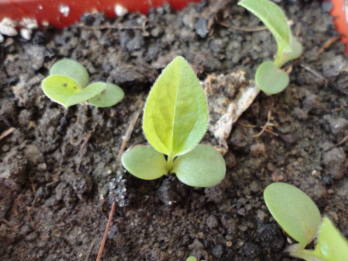 What Do Echinacea Seedlings Look Like