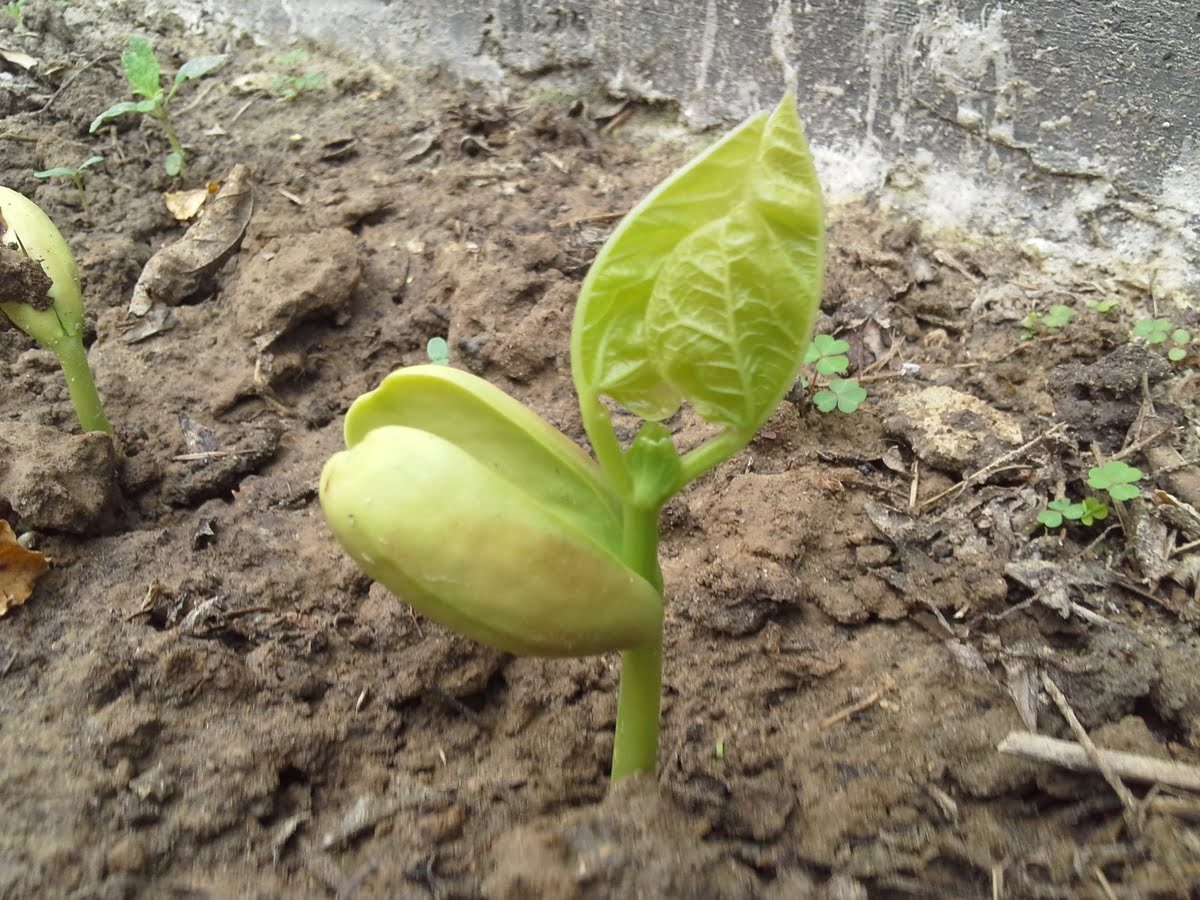 What Do Pea Seedlings Look Like