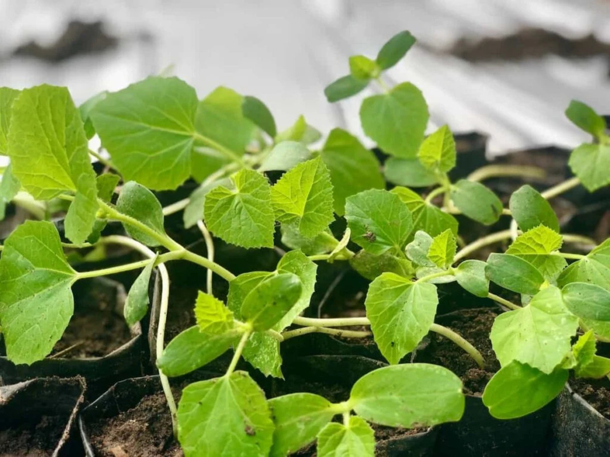 What Does Cantaloupe Seedlings Look Like