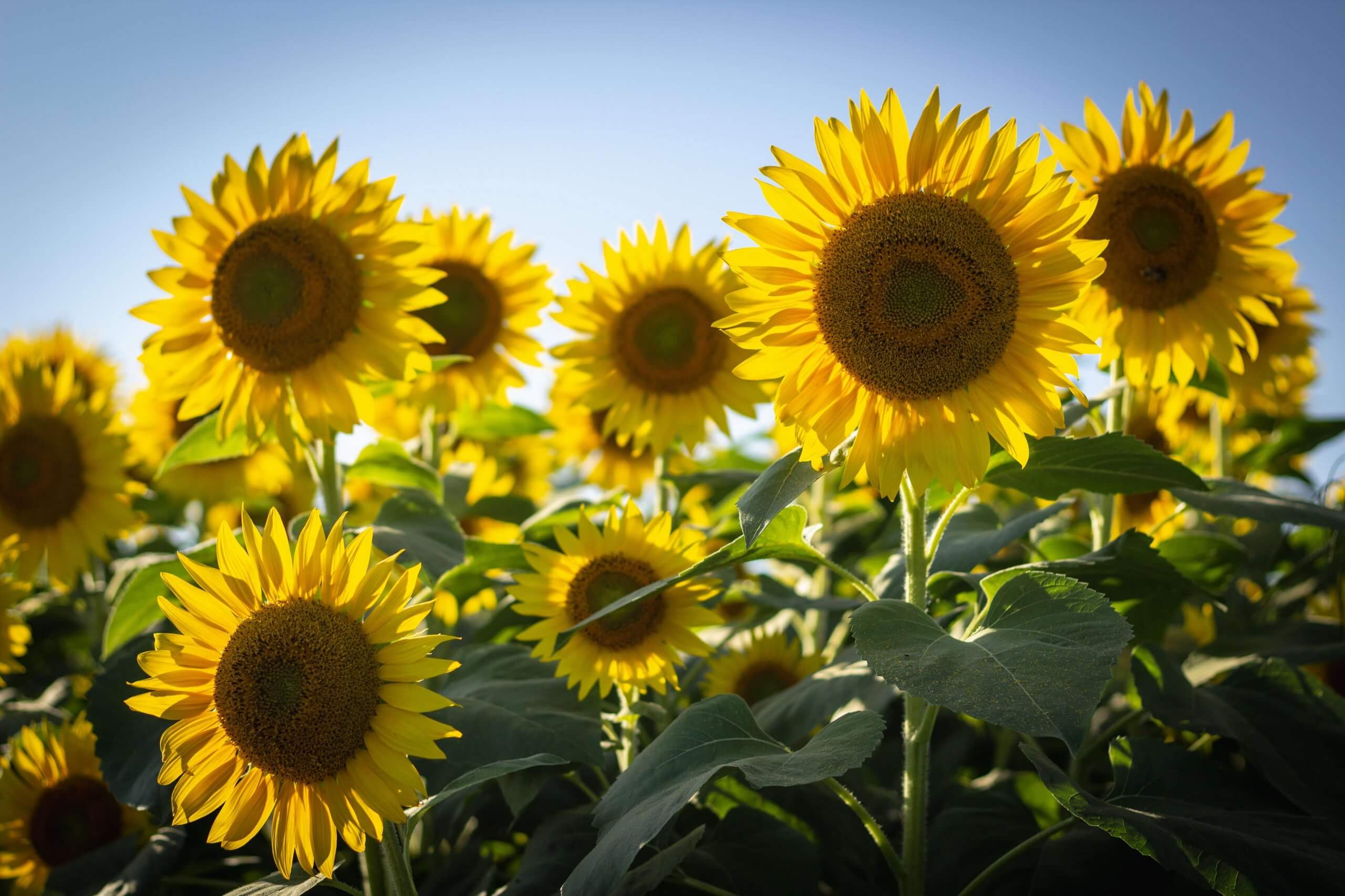What Fertilizer Is Best For Sunflowers