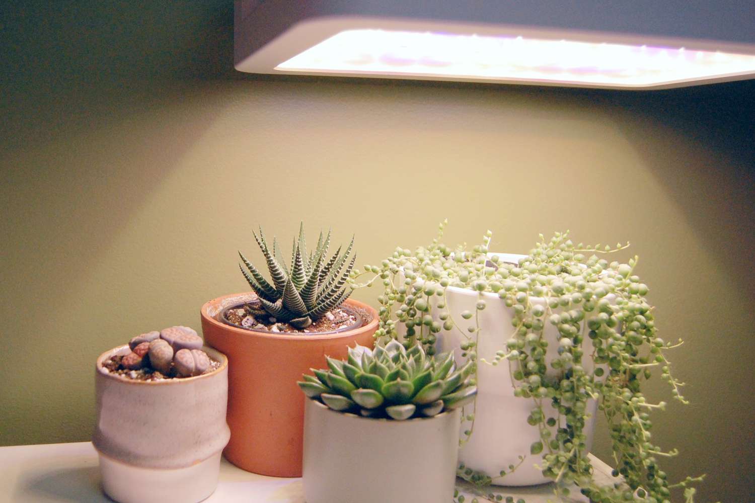 What Grow Light Is Best For Succulents