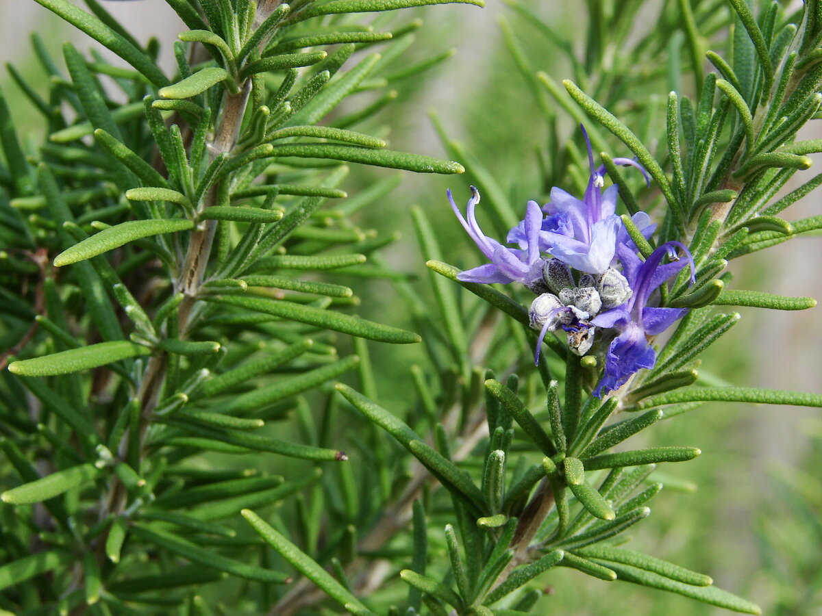 What Is A Rosemary Plant